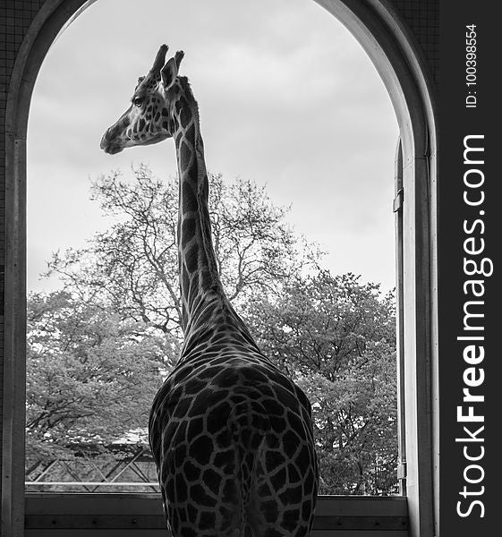 Giraffe, Black And White, Mammal, Giraffidae