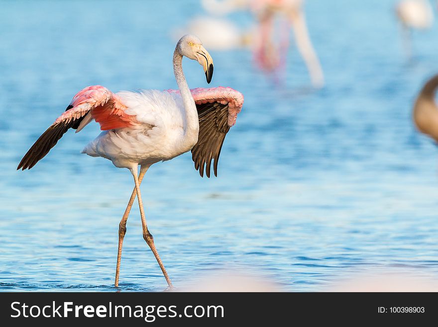 Bird, Flamingo, Water Bird, Beak