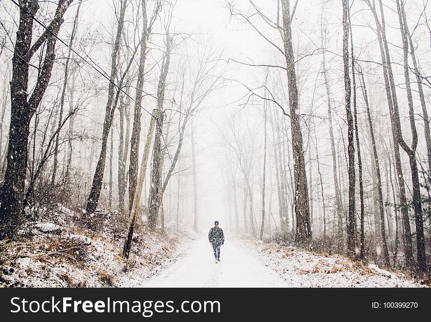 Winter, Path, Woodland, Tree