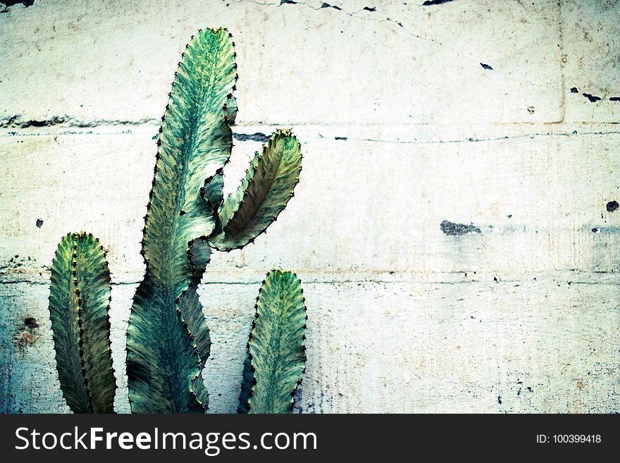 Plant, Leaf, Cactus, Thorns Spines And Prickles