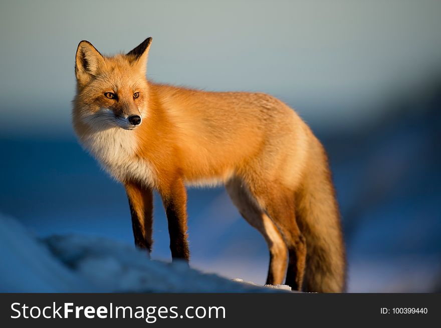 Fox, Red Fox, Wildlife, Mammal