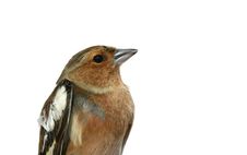 Birds Of Europe And World - Chaffinch Royalty Free Stock Photos