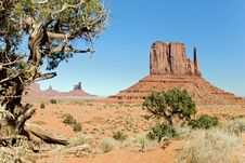 Pine At Monument Valley Royalty Free Stock Photo Pine At Monument Valley Royalty Free Stock Photo