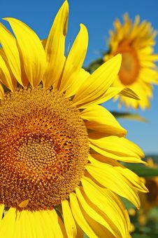 Sunflower Royalty Free Stock Images Sunflower Royalty Free Stock Images