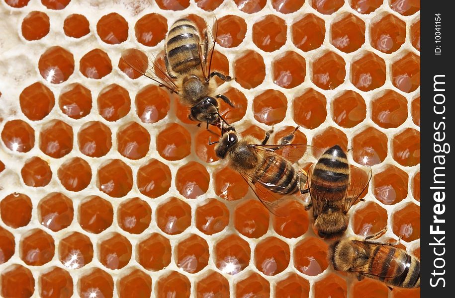 Passing repeatedly through itself, bees enrich nectar enzymes. Simultaneously they evaporate from it water. They close honey received thus wax (from above-at the left - the closed honey). Passing repeatedly through itself, bees enrich nectar enzymes. Simultaneously they evaporate from it water. They close honey received thus wax (from above-at the left - the closed honey).