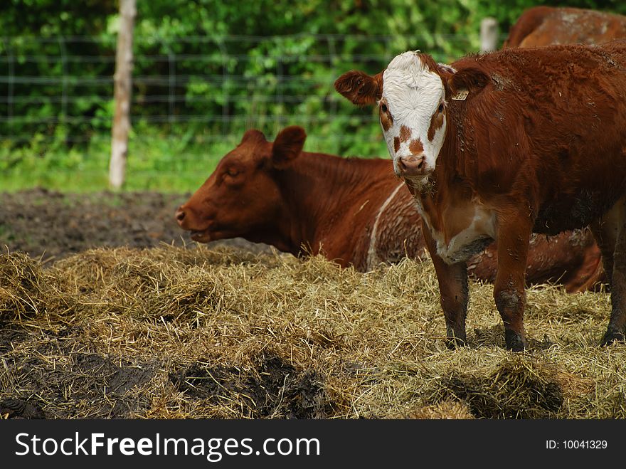 Young cow looking at the camera