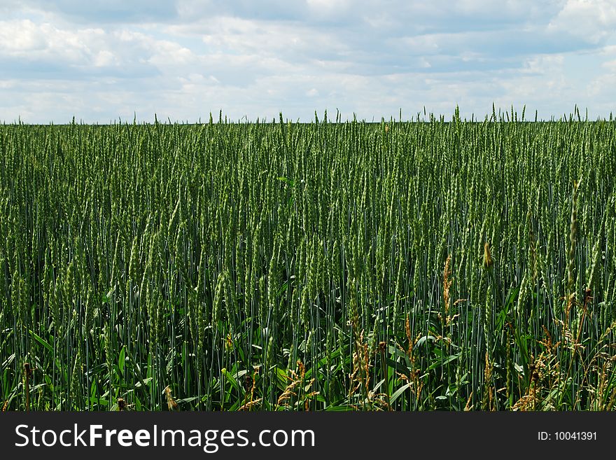 Field of young corn on a summer day. Field of young corn on a summer day
