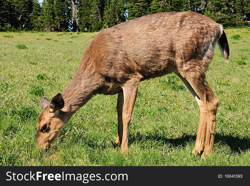 Deer Feeding On Grass