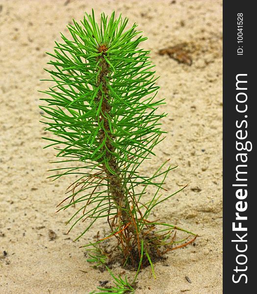 Pine sapling. Grows from the collected seeds. Pine sapling. Grows from the collected seeds.