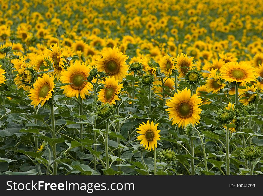 Endless field of yellow sunflowers. Endless field of yellow sunflowers.