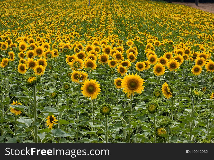 A landscape of beautiful sunflowers, filling the entire frame.