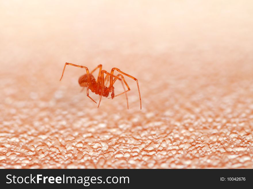 Spider Above Skin Like Surface