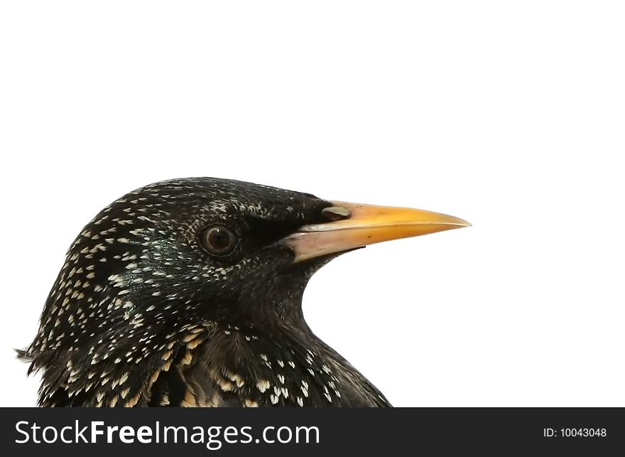 The adult starling on a white background. The adult starling on a white background.