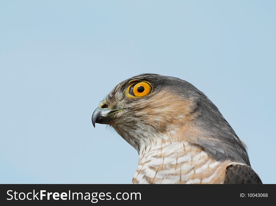 The adult sparrow-hawk on cyan background. The adult sparrow-hawk on cyan background..