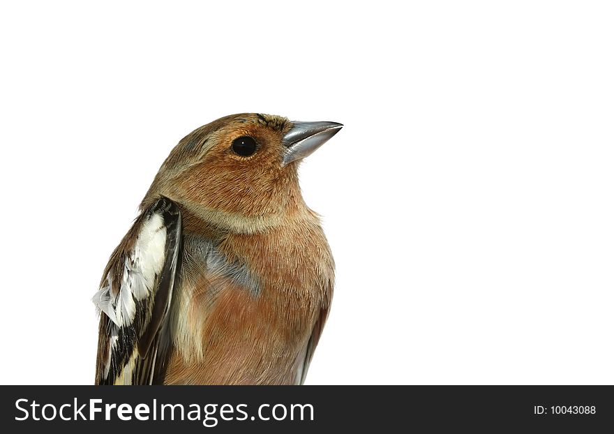 The adult chaffinch (male) isolated. The adult chaffinch (male) isolated.