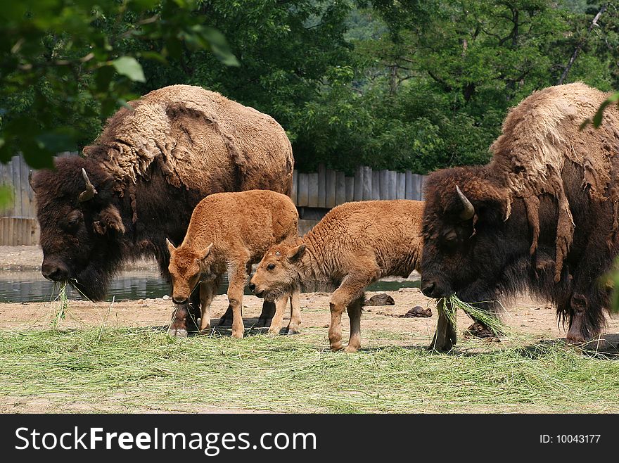 In the ZOO - Bison family grazing