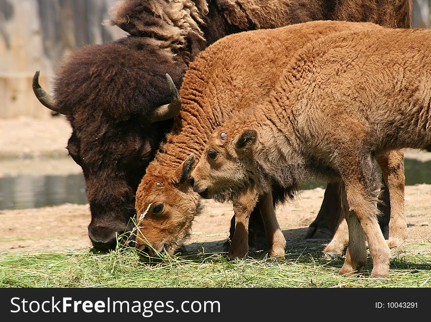 Bison family - mother and calfs grazing