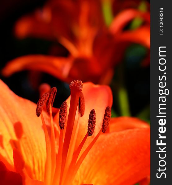 Red lily closeup in garden. Red lily closeup in garden