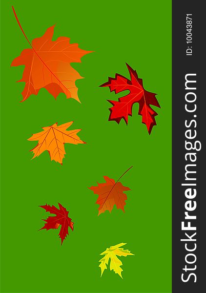 Vector illustration of an autumnal maple leaf fall on a green background. Vector illustration of an autumnal maple leaf fall on a green background