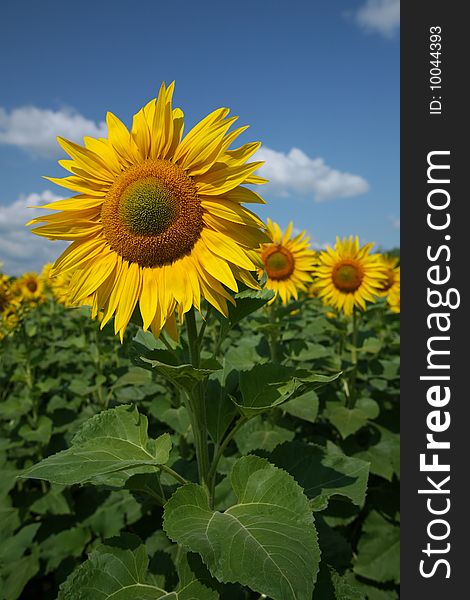 Sunflowers against blue sky on a summer day