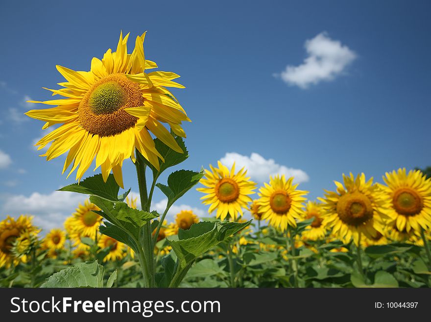 Sunflowers against blue sky on a summer day