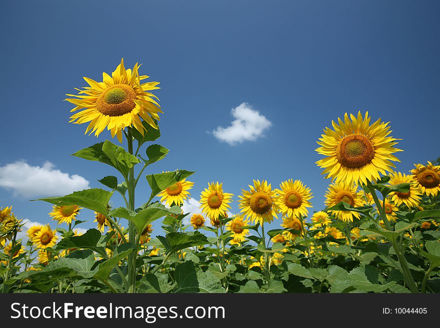 Sunflowers against blue sky on a summer day