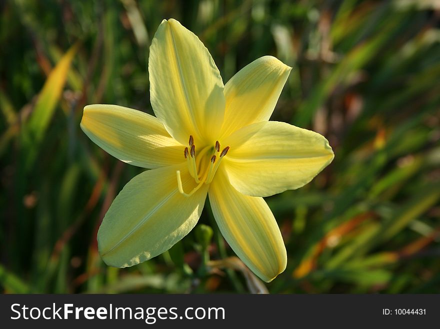 Yellow Flower with green background