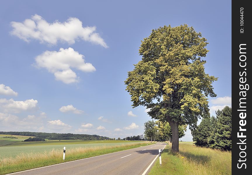 Treelined country road in summer