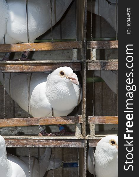 Cage With White Pigeons