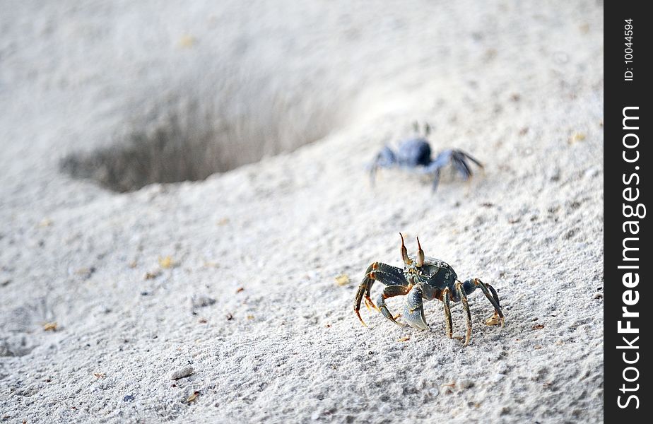 Horned ghost crabs (ocypode ceratophalnus) standing guard outside their burrow on a tropical beach. Horned ghost crabs (ocypode ceratophalnus) standing guard outside their burrow on a tropical beach