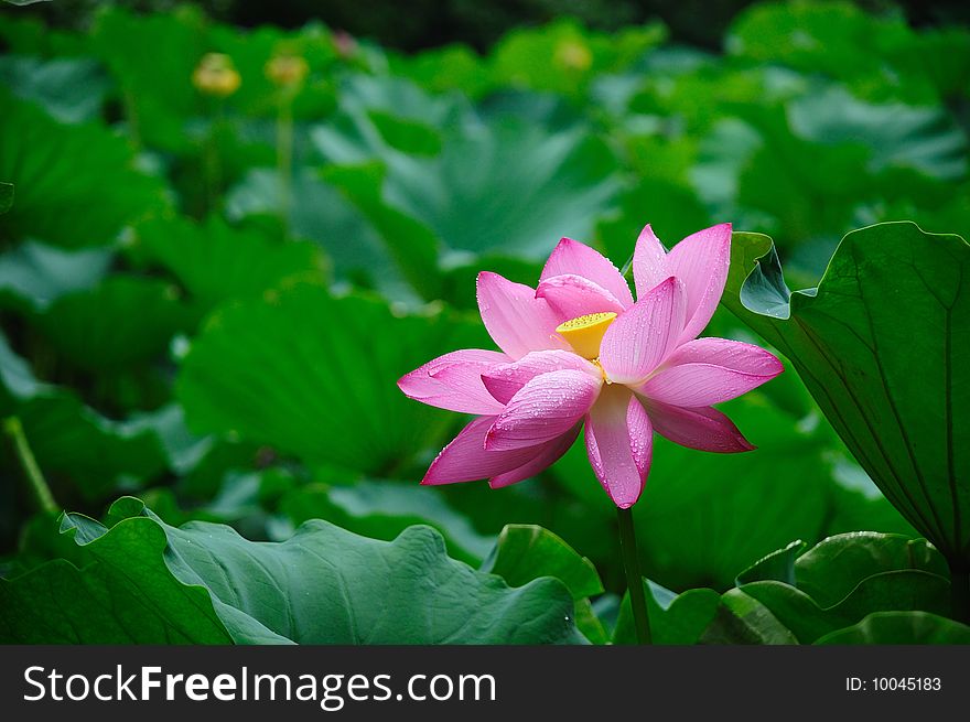 Single lotus in the pond after rain