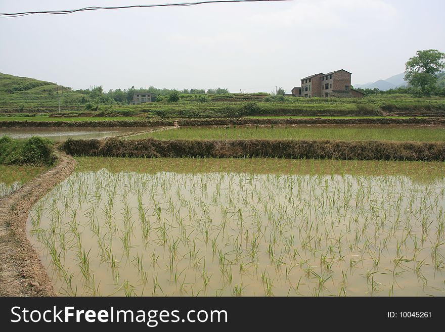 This is a rice field at the foot of mount. Jinyun chongqing,China