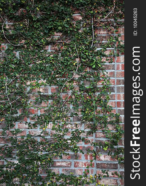 Wall bricks ivy green background texture old. Wall bricks ivy green background texture old