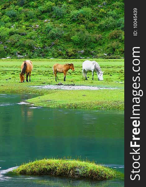 Three horses eating grass on a river side. Three horses eating grass on a river side.