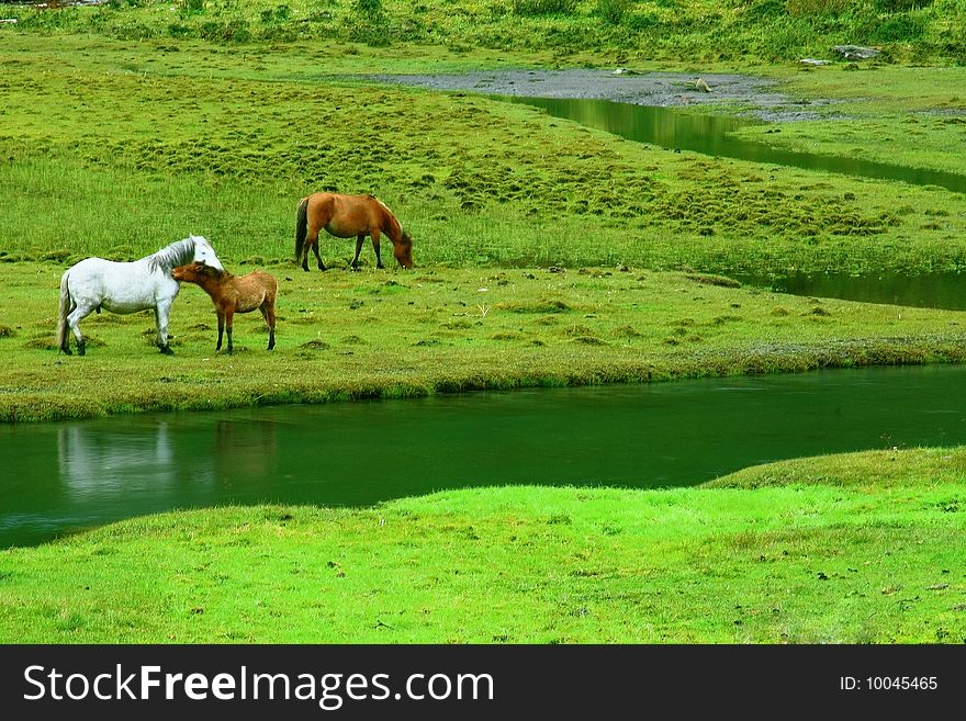 Three horses eating grass on a river side. Three horses eating grass on a river side.