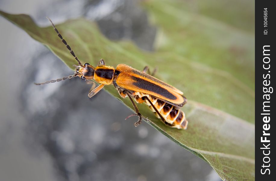 A soldier beetle or a type of assassin bug on a leaf