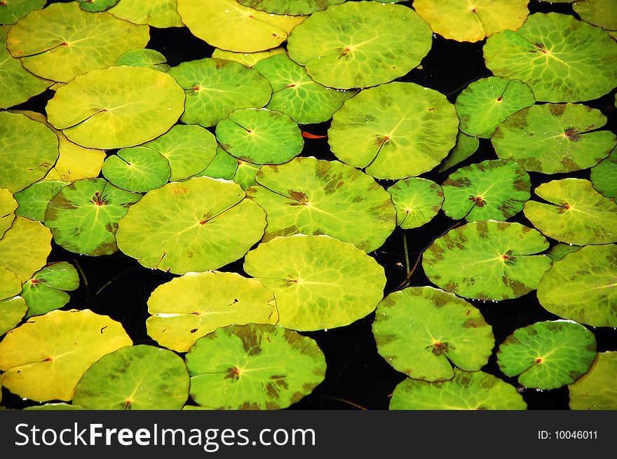 Green lilypads on top of pond