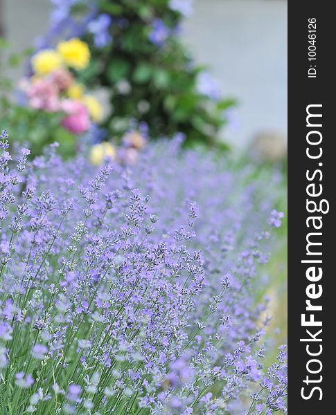 Lavender background in a garden