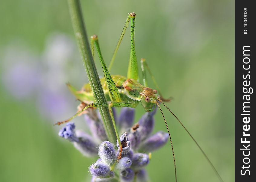 Small grasshopper sitting on lavender