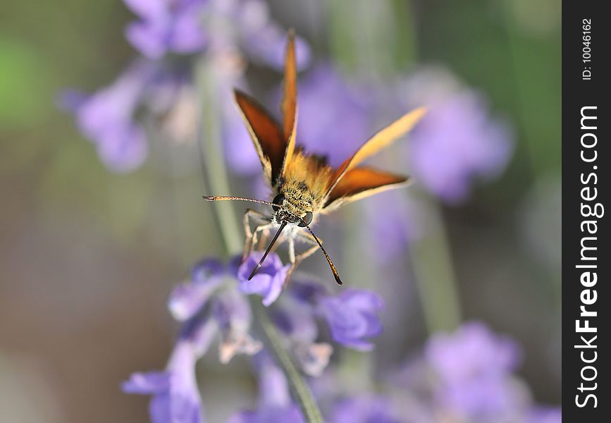 Butterfly on lavender