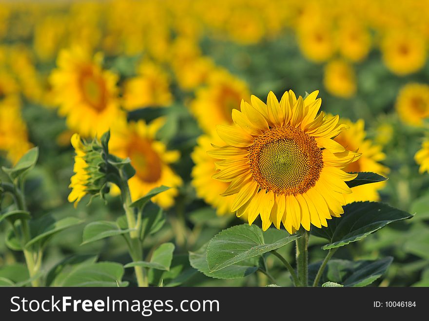 Sunflower  with unsharp background flowers. Sunflower  with unsharp background flowers