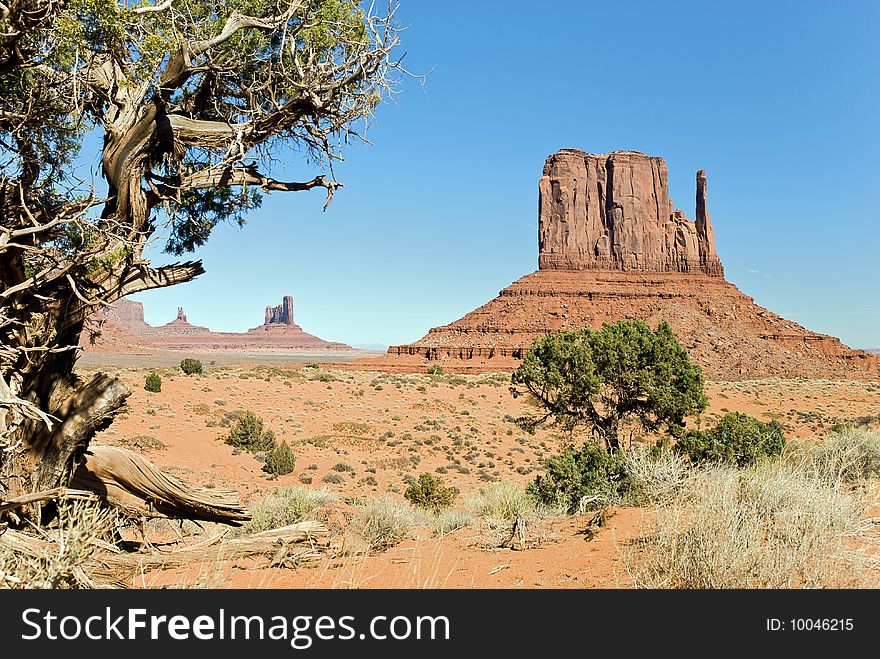 Pine At Monument Valley