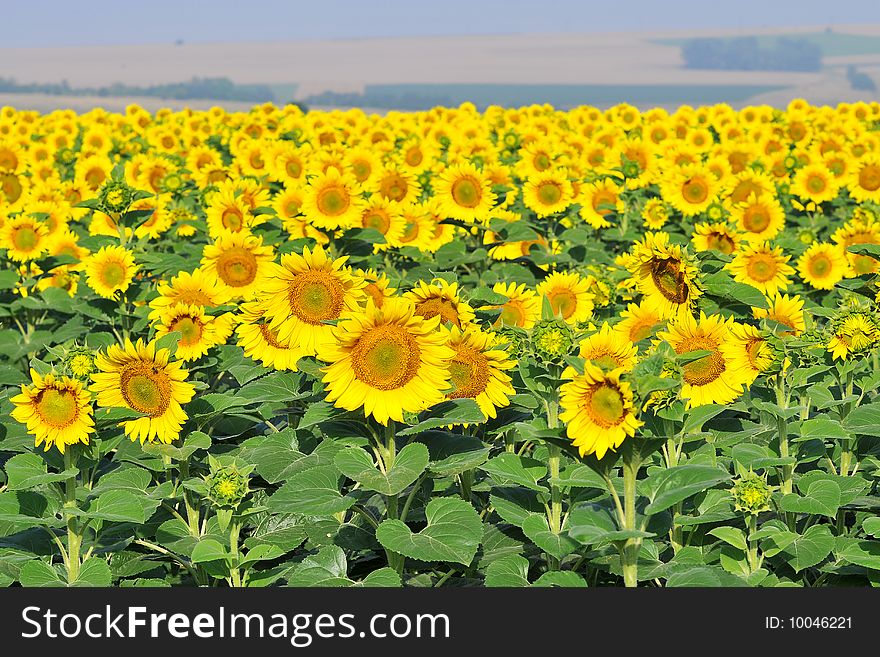 Sunflower field on blue sky