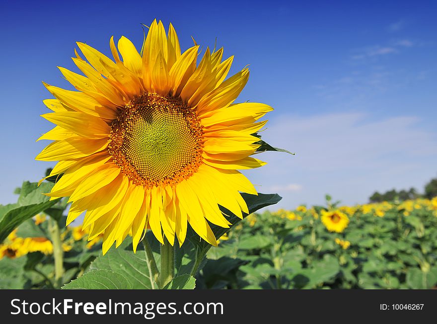 Sunflower on a blue sky
