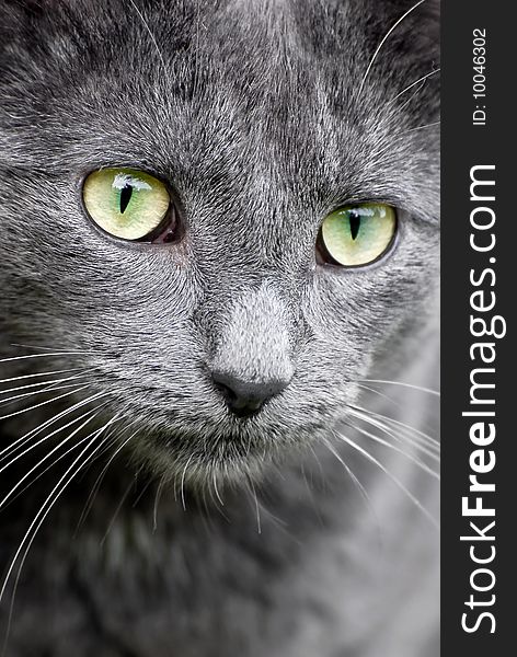 Close-up of grey cat with green eyes. Close-up of grey cat with green eyes