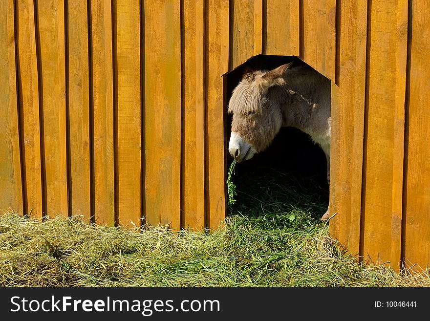 Donkey In Cattle-shed