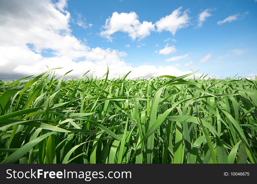 Green grass under blue sky with clouds