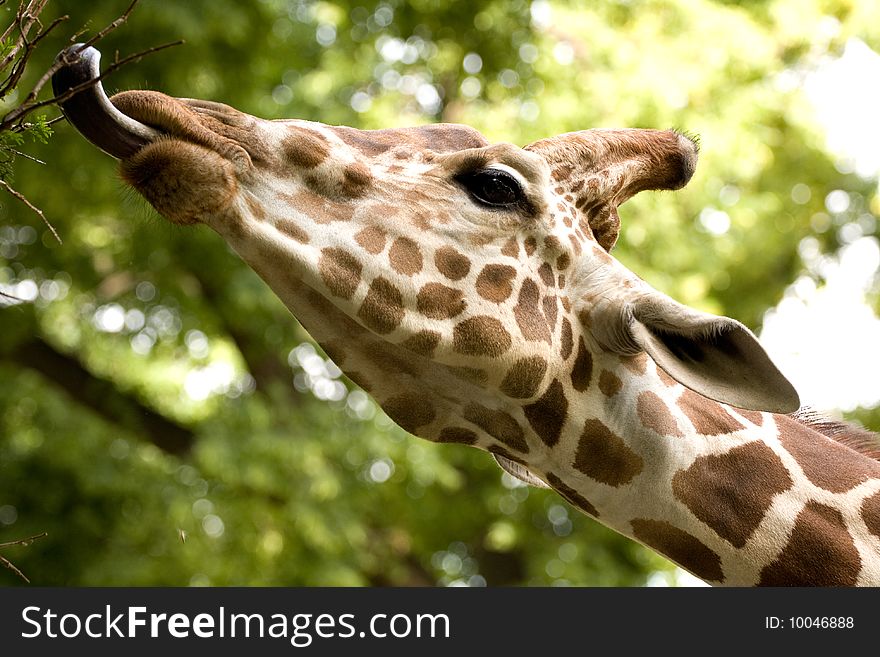 Giraffe eats with language leaves from a tree. Giraffe eats with language leaves from a tree