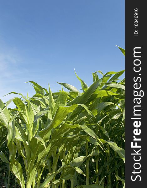 A close up of corn leaves in an Indiana corn field. A close up of corn leaves in an Indiana corn field.