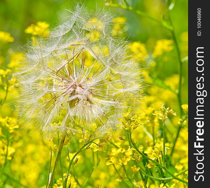 Lonely dandelion on the field